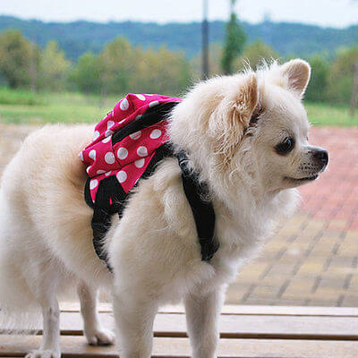 HOW TO MAINTAIN DOG BACKPACK