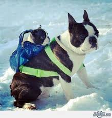 HOW TO MAINTAIN DOG BACKPACK