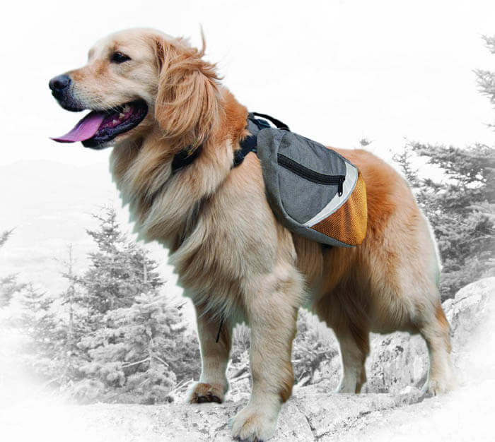 DOG & PUPPY BACKPACK CATEGORIES, REVIEWS & COMPARISON