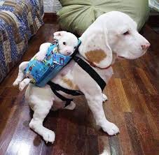 HOW TO MAINTAIN DOG BACKPACK