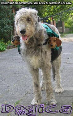 DOG & PUPPY BACKPACK SIZE, FIT and MEASURE GUIDE