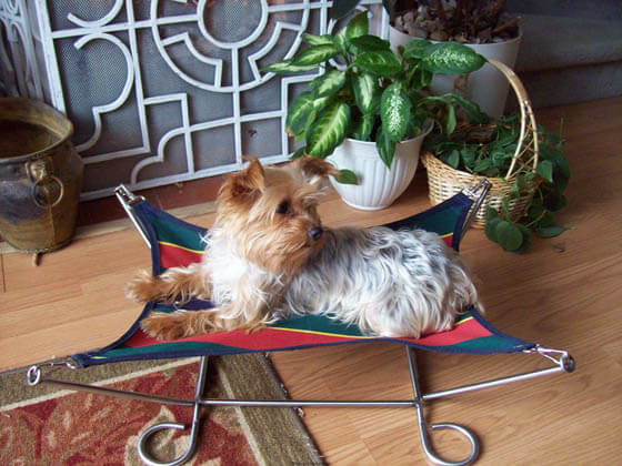 DOG AND PUPPY BEDS - FOR SMALL, MEDIUM AND LARGE DOG BREEDS