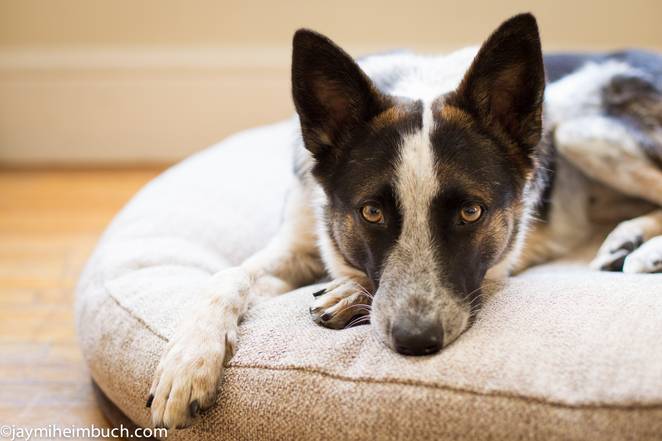 OUTDOOR DOG BEDS