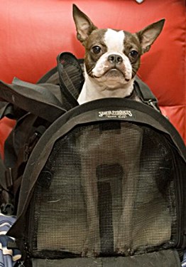 DOG & PUPPY CARRIER SLINGS, PURSE, DESIGNER USES, OUTDOOR SADDLE BAGS, DOG CARRYING HARNESS