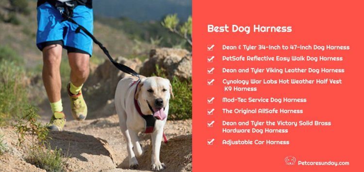 BEST DOG HARNESSES REVIEWS, DECISIONS, INFORMATION, TIPS, DOG MUZZLE, DOG CONTROL