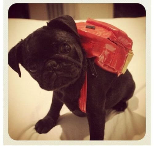 DIFFERENT BACKPACKS FOR DIFFERENT DOGS