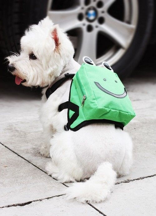 Dog wearing a backpack outlet
