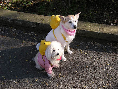 DIFFERENT BACKPACKS FOR DIFFERENT DOGS