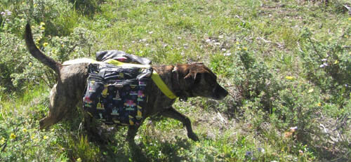 DOG & PUPPY BACKPACK HOMEMADE DIY GUIDE - PHOTOS, VIDEOS, INFOGRAPHICS - Instructions