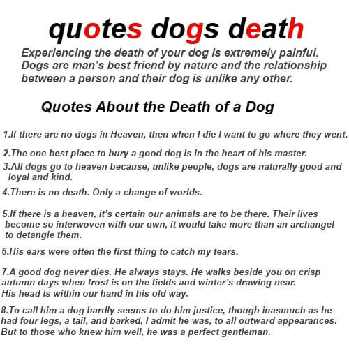 Famous and funny dog phrases, idioms, expressions, words