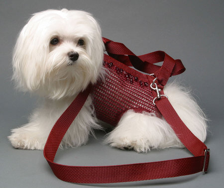 HOW TO CHOOSE THE BEST AIRLINE APPOVED DOG CARRIERS, BASKETS, AIRPLANE TRAVEL WITH DOG