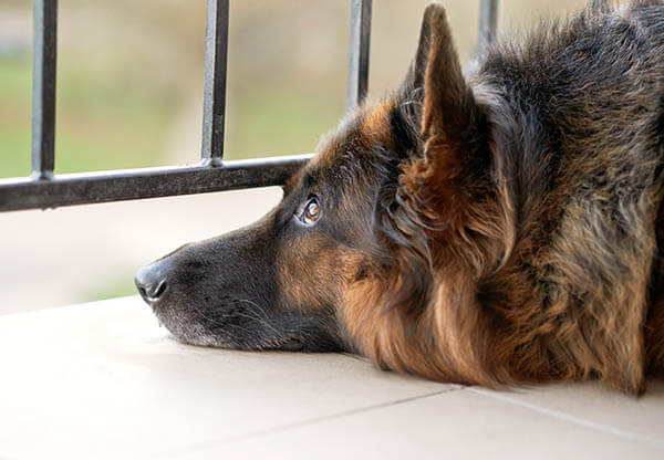 DOG BEREAVEMENT GUIDE, DOG DEATH, R.I.P, Dog loss