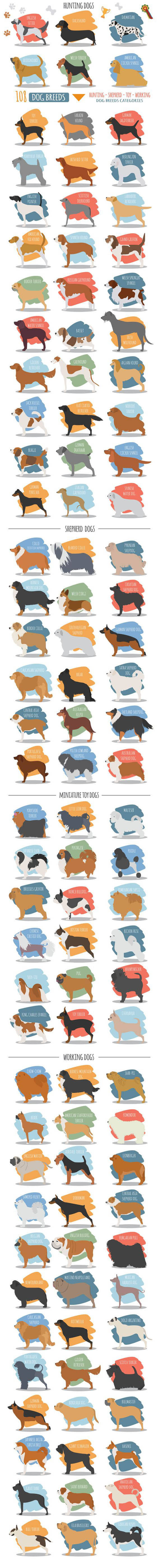 DOG BREED GROUPS WORLDWIDE INFOGRAM, INFOGRAPHIC - PRESS TO SEE IN FULL SIZE!!!