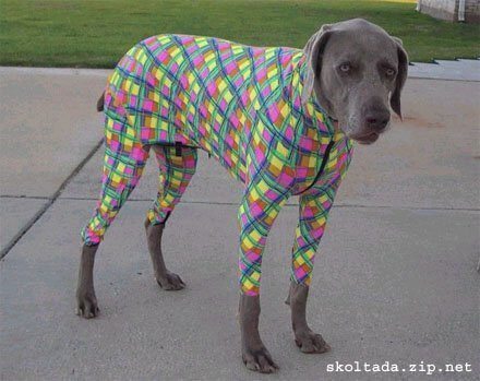 XL LARGE SMALL BEST DOG & PUPPY PAJAMAS, BUY, HOMEMADE, PHOTOS, INFOGRAPHICS, VIDEOS