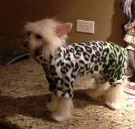 XL LARGE SMALL BEST DOG & PUPPY PAJAMAS, BUY, HOMEMADE, PHOTOS, INFOGRAPHICS, VIDEOS