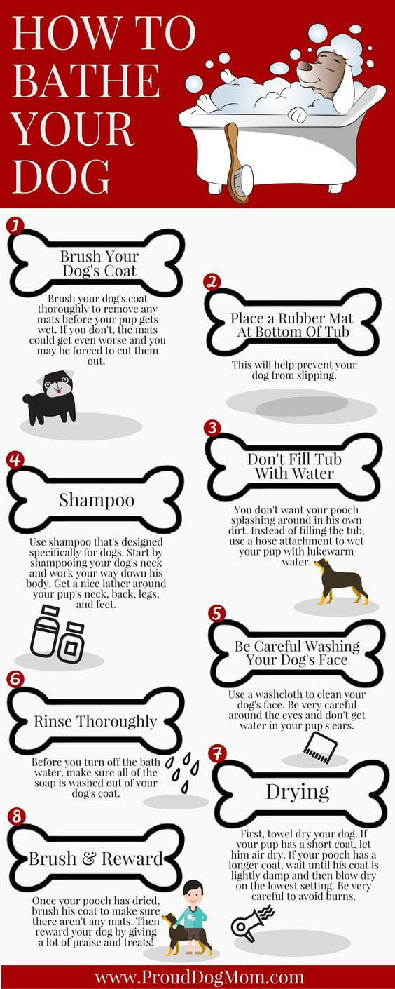 DOG BATH INFOGRAPHICS, INFOGRAM - HOW TO BATH DOG, PUPPY - PRESS TO SEE IN FULL SIZE !!!