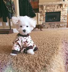 MAKE SEW COMFORTABLE WARM CUSTOM HOMEMADE DIY DOG PAJAMA, DOG & PUPPY PAJAMA FREE PATTERNS & PRINTS