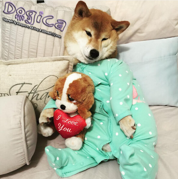 Shiba inu pyjamas deals