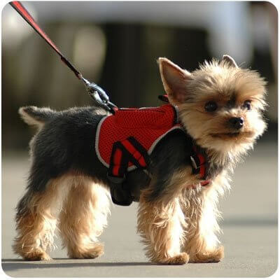 DOG & PUPPY BACKPACK WEAR TRAINING GUIDE - TEACHING GUIDE & INSTRUCTIONS