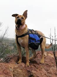 DOG & PUPPY BACKPACK WEAR GUIDE - TEACHING GUIDE & INSTRUCTIONS