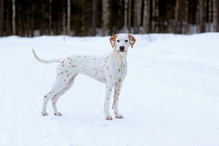 DOG COAT, FUR, WOOL, HAIR