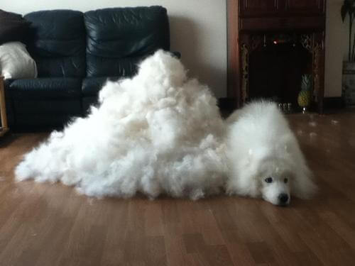 DOG and PUPPY coat and fur SHEDDING!