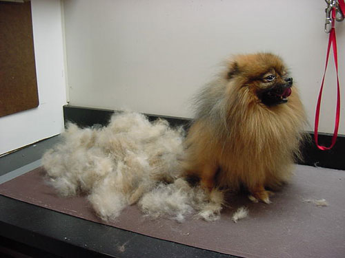 DOG and PUPPY coat and fur SHEDDING!