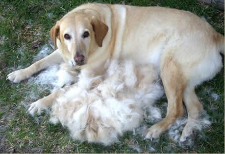 DOG and PUPPY coat and fur SHEDDING!