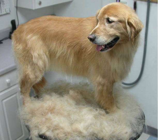 DOG and PUPPY coat and fur SHEDDING!