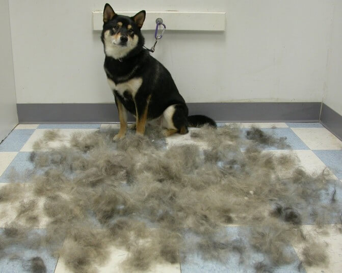 DOG and PUPPY coat and fur SHEDDING!