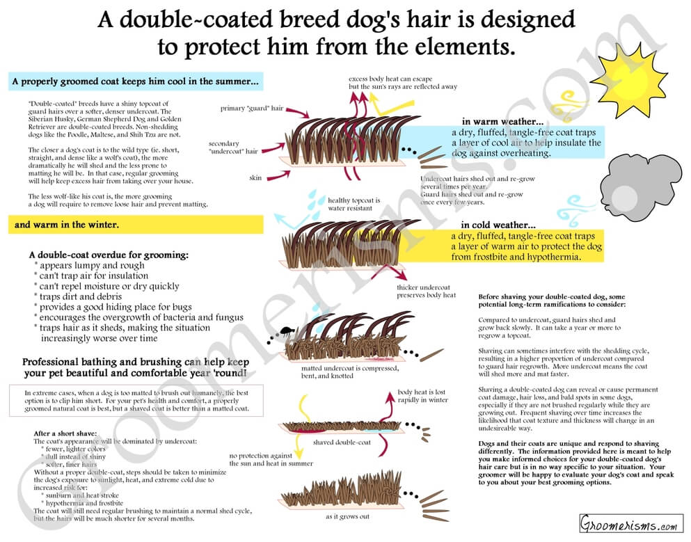 dog fur, coat, hair infographics - PRESS TO SEE IN FULL SIZE !