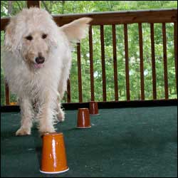 Dog Tricks, Obedience, Dog Training & Teaching Techniques & Video