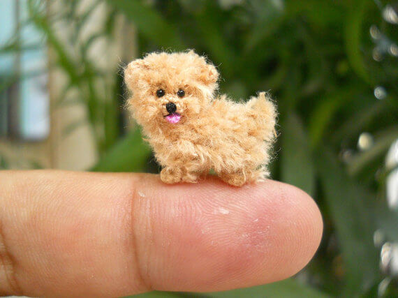 Top Small Miniature Teacup Pocket Bag Dog Breeds