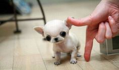Mini Pocket Teacup Bag Dogs & Puppies: Video, Photo, Facts, Information, Infograms, Infographics