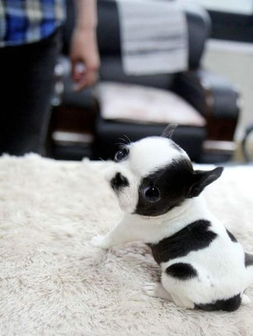 The Smallest Dog on The Earth