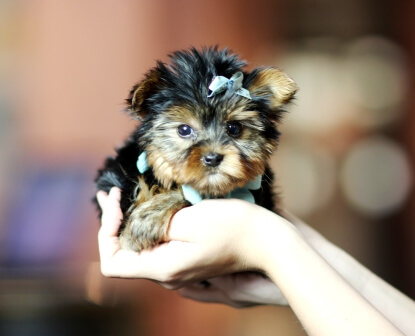 MINIATURE DOGS CARE & MAINTENANCE