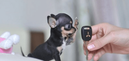 Mini and Pocket Dogs: Tips, Secrets, Videos & Photos, Infogram and Infographics