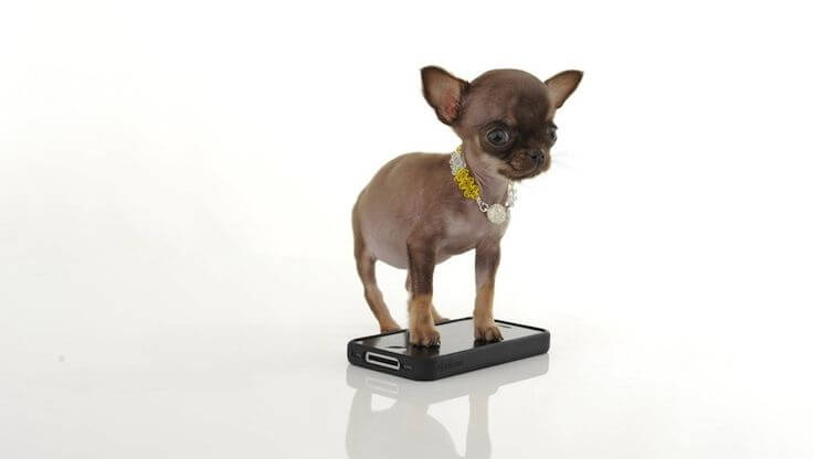 The Smallest Dog on The Earth