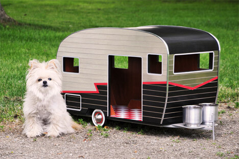 Pocket Dogs, The Smallest Dog on The Earth