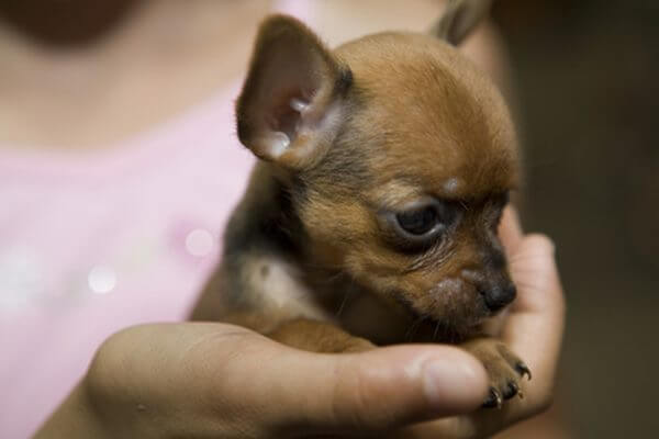 The Smallest Dog on The Earth