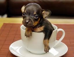 Mini Pocket Teacup Yorkshire Terrier Dog