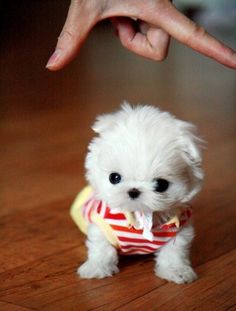 The Smallest Dog on The Earth