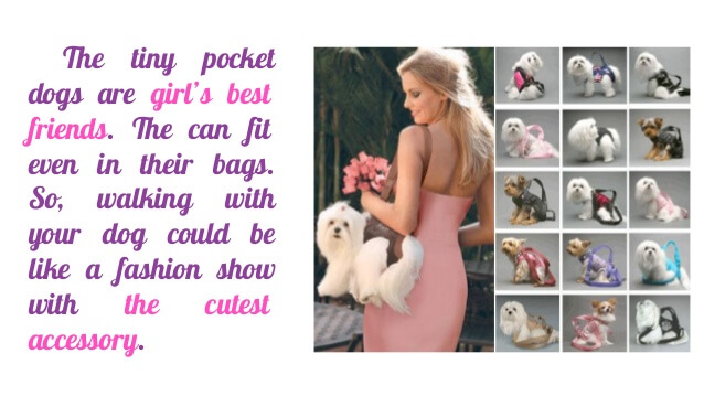 Mini Pocket Teacup Bag Dogs & Puppies: Video, Photo, Facts, Information, Infograms, Infographics