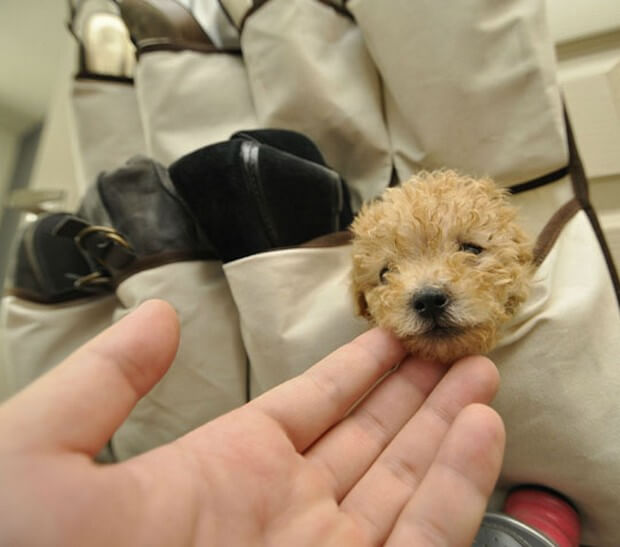 The Smallest Dog on The Earth