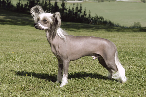 DOGS THAT DOES NOT SHED, NOT SHEDDING DOG BREEDS