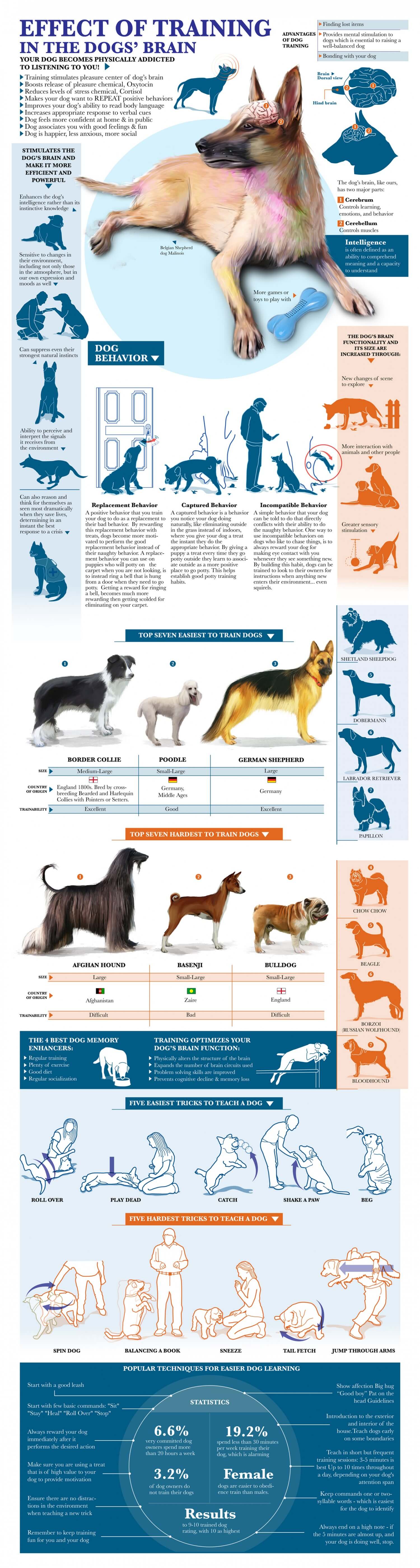 Dog Training & Teaching INFOGRAFICS - PRESS TO SEE IN FULL SIZE!