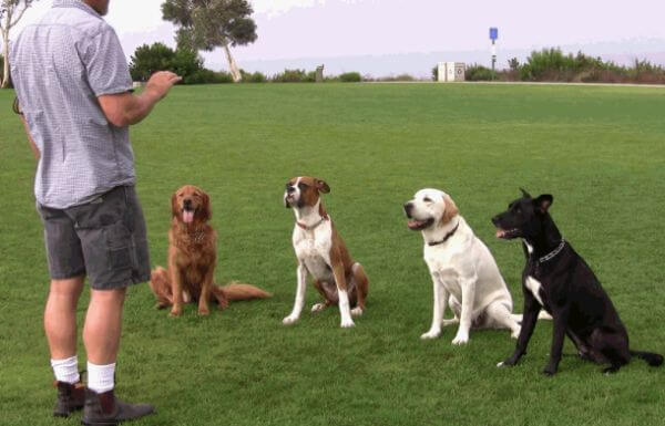 Dog Tricks, Obedience, Dog Training & Teaching Techniques & Video