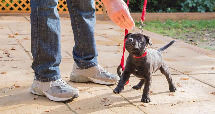 Dog Tricks, Obedience, Dog Training & Teaching Techniques & Video