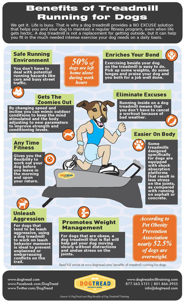 17 REASONS TO USE DOG TREADMILL - BENEFITS, ADVANTAGES & DISADVANTAGES