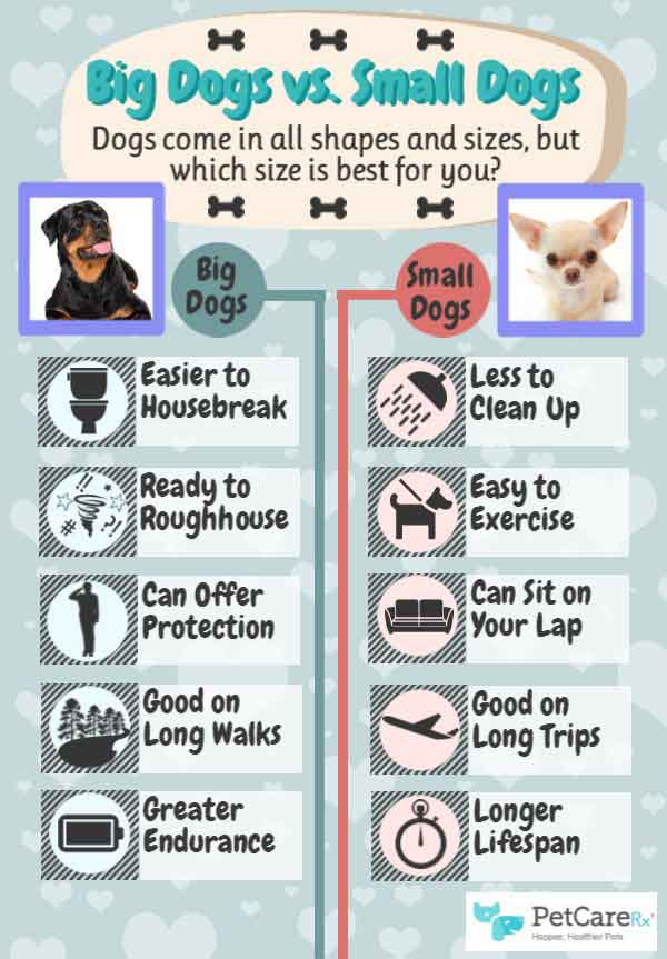 Size Matters! How to Safely Introduce Big and Little Dogs